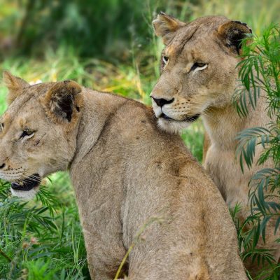 Arusha Nationalpark