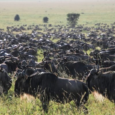 Serengeti Nationalpark