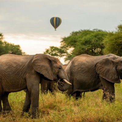 Tarangire Nationalpark